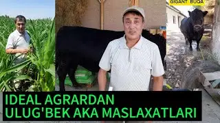 GIGANT BUQA QANDAY BOQILADI?  IDEAL KORIM#idealagrar#buqaboqish#chorvachilik#uysharoyitidabuqaboqish