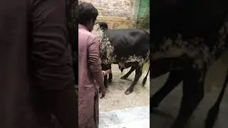 Mohsin Khan Cow Qurbani Video Bakra Eid 2021 part - 1