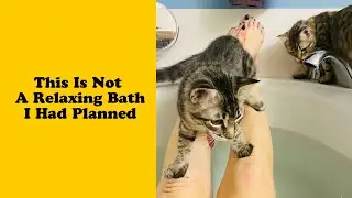 50 Hilarious Photos That Prove Cats Are The Biggest Jerks 3/3 - Funny cat