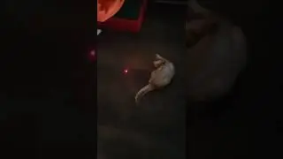 когда у тебя двое котов #котики #приколы