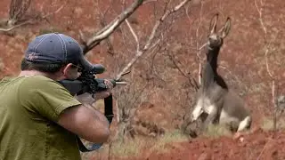 صيد الجمل و الحمير و الخنزير و القيوط بالبنادق  😱🔥👍👌 الجزء 1