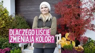Jesienny Spacer po Ogrodzie: Dlaczego Liście Zmieniają Kolor? Październikowe Kwiaty 🍂
