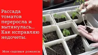 Рассада помидор  переросла и вытянулась..Что делать?