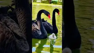 #naturaleza #animals