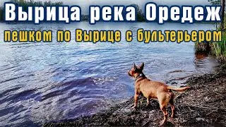 Вырица. Гуляем с бультерьером вдоль реки Оредеж.