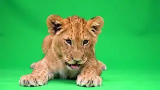 Realistic Lion Cub green screen Chroma key pack for Videos, VFX | FREE DOWNLOAD