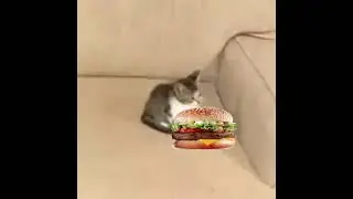 borgir.mp4