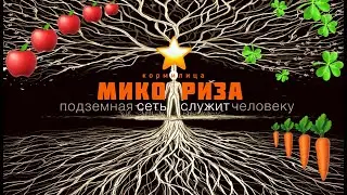 МИКОРИЗА кормилица завалит УРОЖАЕМ