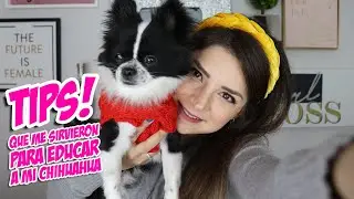 Como eduqué a mi perro Chihuahua