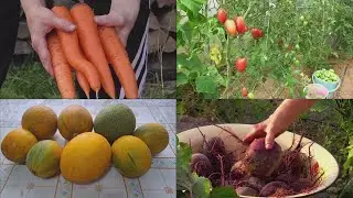Живём в деревне \ Убрали морковь, свеклу, дыни \ Шабаш- холодно! Финиш огородных дел!