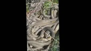 Змеиное кодло/ Many snakes