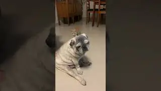 Pug e gatinha 