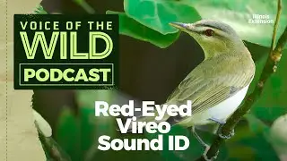 Episode 8: Red-Eyed Vireo – Voice of the Wild