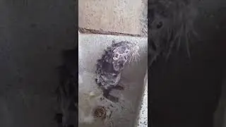 Чистоплотная Пакарана  Покажите её моему соседу!