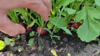 Обзор дачи на 01.07.24
