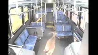Олень влетел в лобовое стекло! Deer crashes into bus  14.05.2013