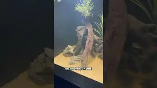Water Change for the 500 Gallon Plywood Tank