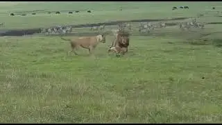 BRAVE DOG FIGHT WITH LIONS 💪