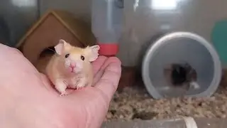 Длииинноооеее видео про мышей!