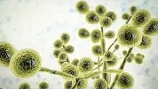 antifungal drugs