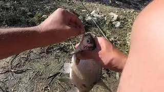 рибалка на дністрі!!!калачківці,студениця,ловля ляща. ч.2