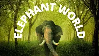 Elephant World