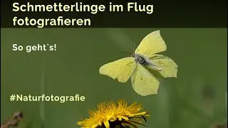 Schmetterlinge im Flug fotografieren - so geht`s!