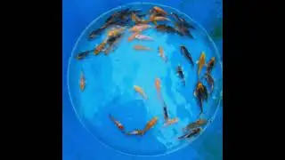 Красавчики