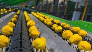 HOW QUINCES ARE GROWN, HARVESTED AND SORTED AT THE FACILITY?