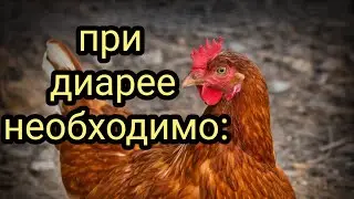 При диарее необходимо:1 Как лечить диарею (понос) Лекарственные травы и растения. Народная медицина.