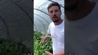 Standardise your market garden #shorts