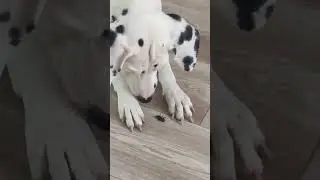 ЖУК👹👹👹 Динка третий день играет с жуком))) 