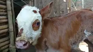 pedet umur 1 minggu