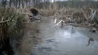 Czapla i wrona siwa. Występuje też ryba :)