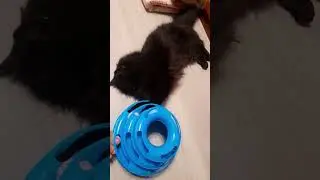 #кошки