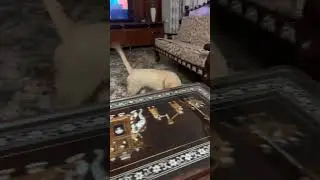 It’s play time 😂😂