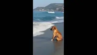 Sad Dog