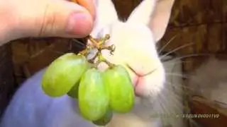 Большой белый кролик гигант кушает виноград