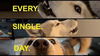 A DAY OF AWOO's (She has a lot to say!)