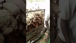 Truck load of Yam harvest from the farm