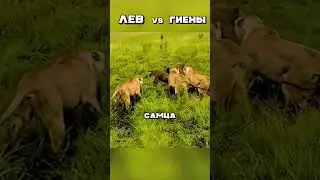 LION VS HYENAS 🦁🐭 