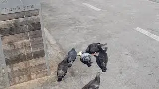 Драка голубей за питу