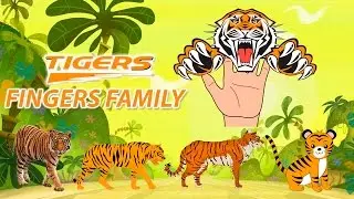 Tiger Finger Family Nursery Rhymes For Kids |