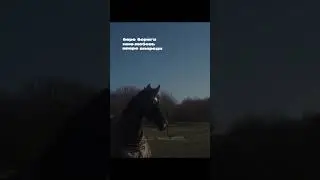 возможно..#лошади#моялюбовь#рекомендации#подпишись#мояжизнь
