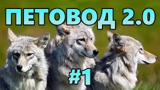 ВСЁ ЖЕ ДОВЕДЁТ - В TQ ПЕТОВОД - (1)