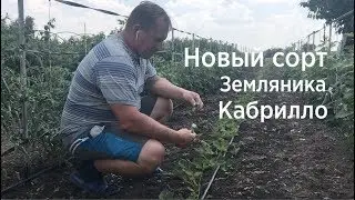 Испытываем землянику сорт Кабрилло на Ставрополье