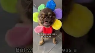 Help! Both my “wolves” are silly geese 😫 #pug #cute #funny #youtubechamps
