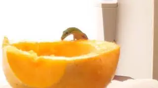 Lizard licking a papaya