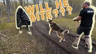 Our Protection Dogs training scenarios in the forest