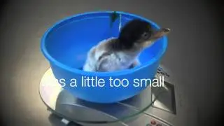 The Three Little Chicks @ Moody Gardens